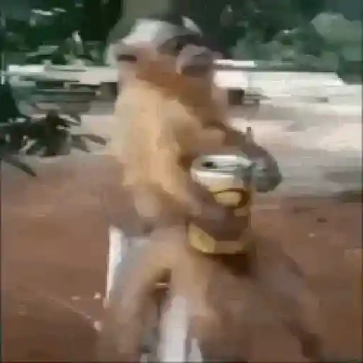 Animadas 👍🏿 1