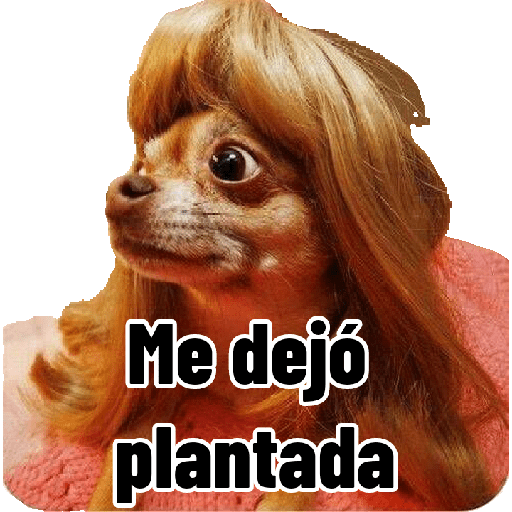 Perritos con frases random 🐶 2