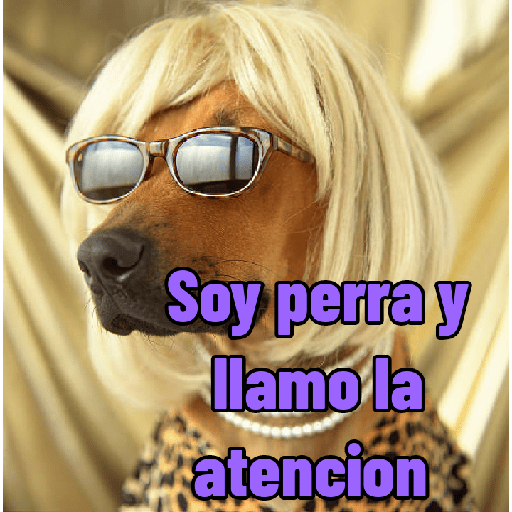 Perritos con frases random 🐶 21