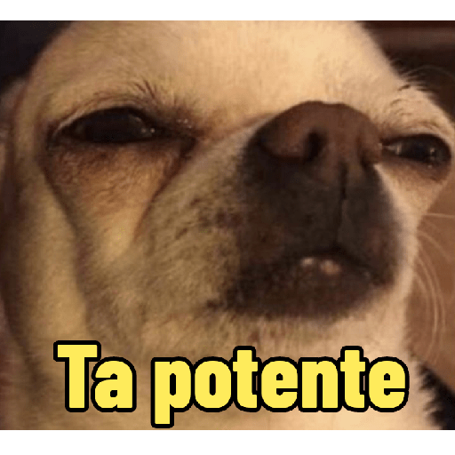 Perritos con frases random 🐶 7