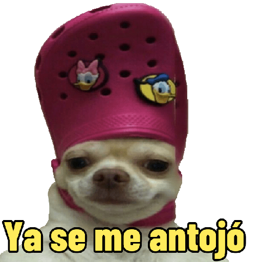 Perritos con frases random 🐶 13