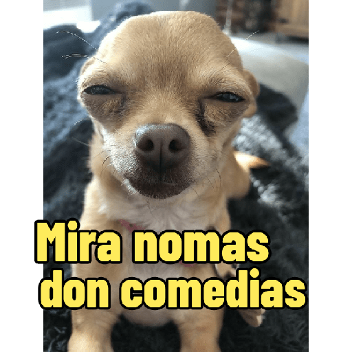 Perritos con frases random 🐶 5