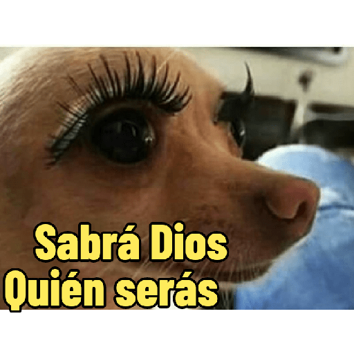 Perritos con frases random 🐶 15