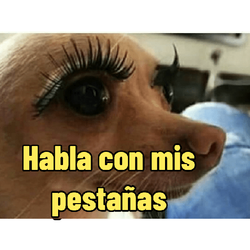 Perritos con frases random 🐶 16