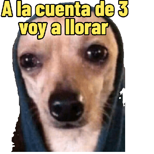 Perritos con frases random 🐶 18