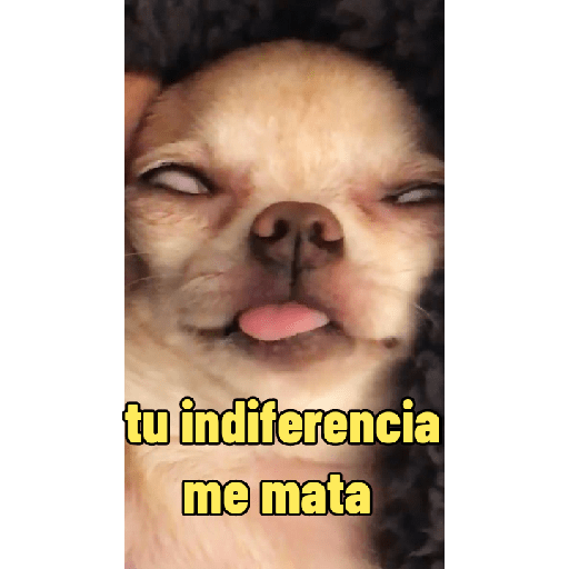 Perritos con frases random 🐶 19