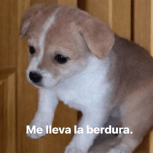 Bonitos 25