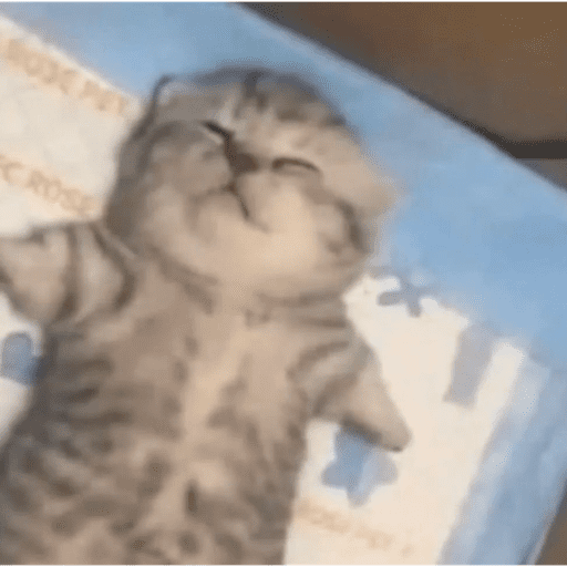 Cats (photo) 13