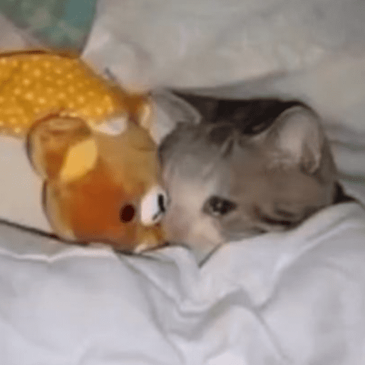 Cats (photo) 10