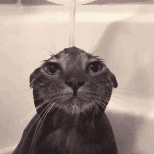 Cats (photo) 3