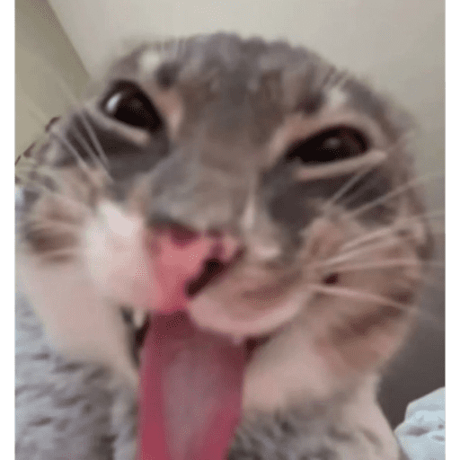 Cats (photo) 1