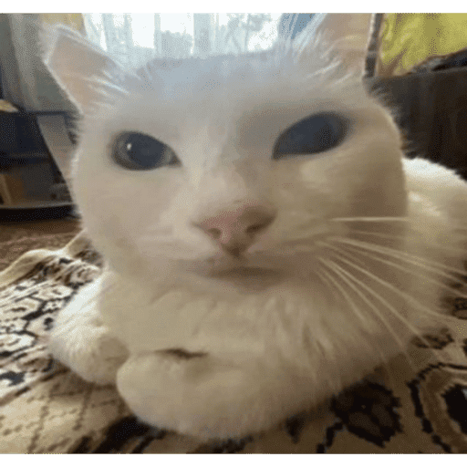 Cats (photo) 6