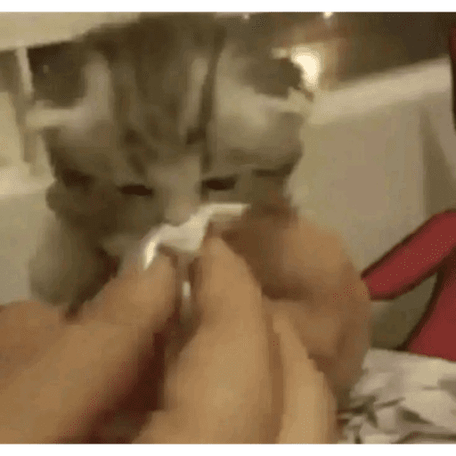 Cats (photo) 14