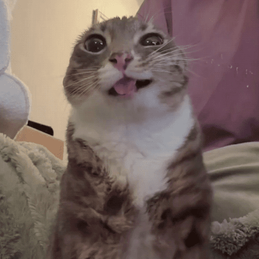 Cats (photo) 5