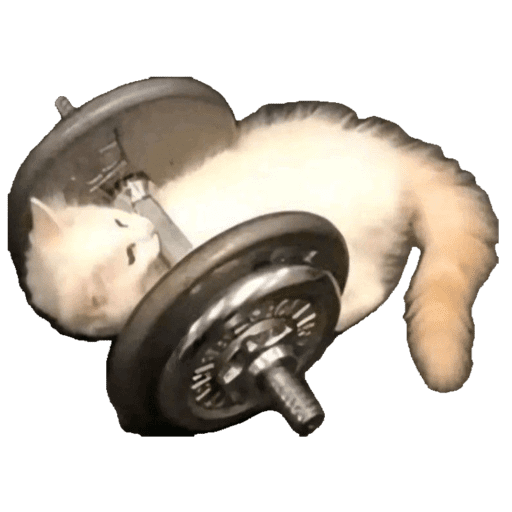 Cats (photo) 2