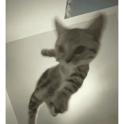 Cats (photo) 8