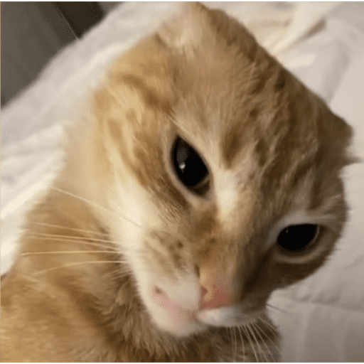 Cats (photo) 7