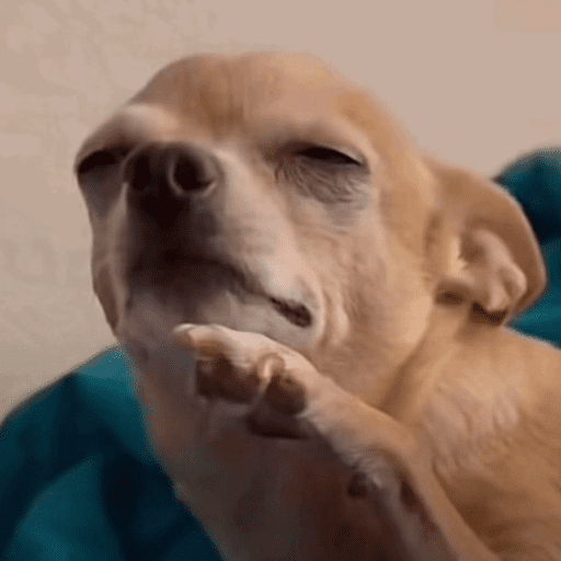 Sus anjing dog 5
