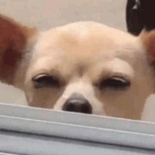 Sus anjing dog 3
