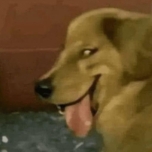 Sus anjing dog 7