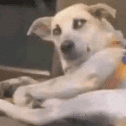Sus anjing dog 6