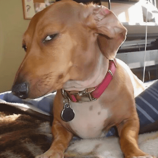 Sus anjing dog 4