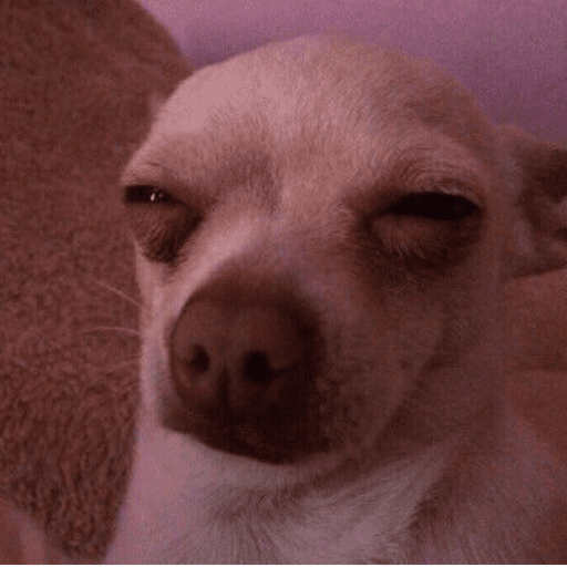 Sus anjing dog 1