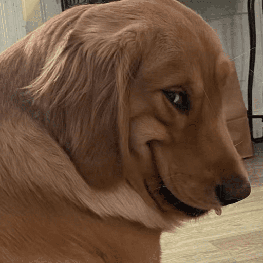 Sus anjing dog 8