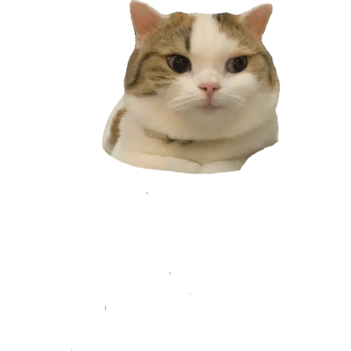 Gatito bonito2 8