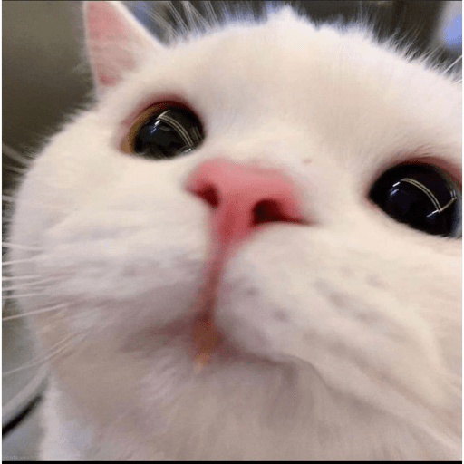 Gatito bonito2 16