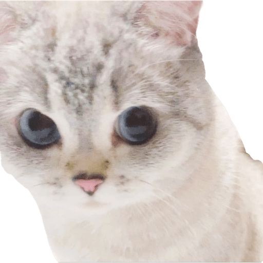 Gatito bonito2 2