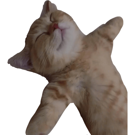 Gatito bonito2 14