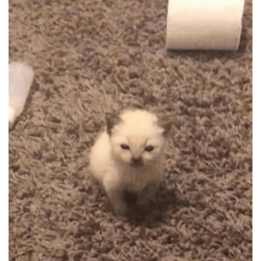 Gatito bonito2 20