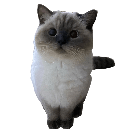 Gatito bonito2 12