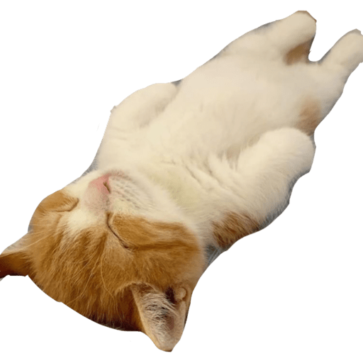 Gatito bonito2 26