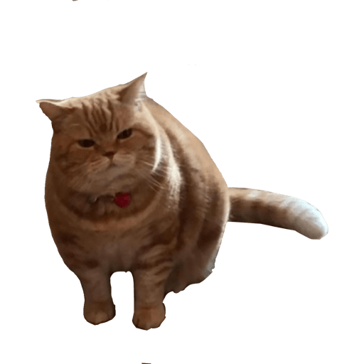 Gatito bonito2 6