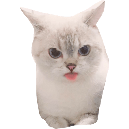 Gatito bonito2 25