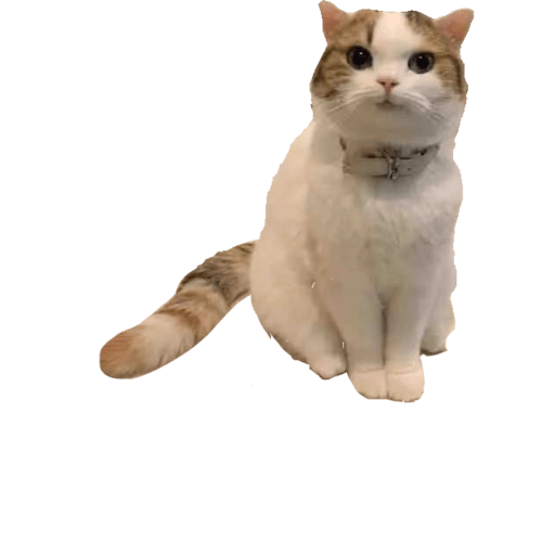 Gatito bonito2 9