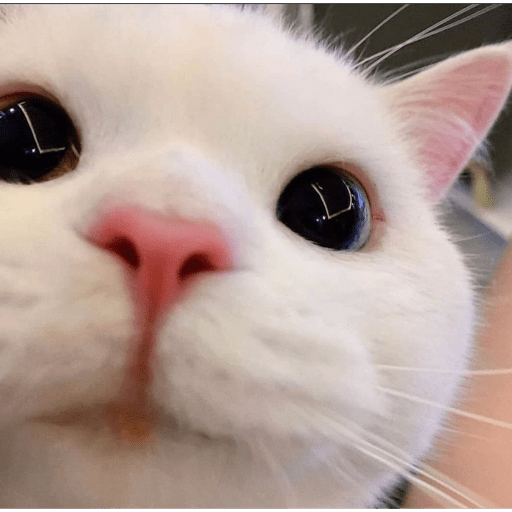 Gatito bonito2 15