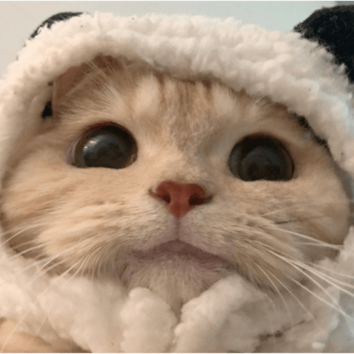 Gatito bonito2 10