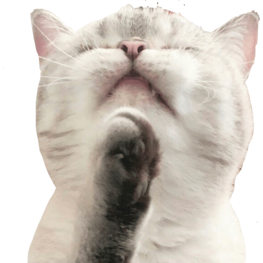 Gatito bonito2 1