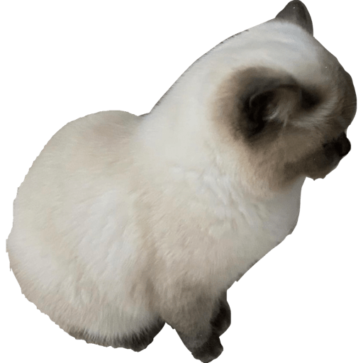 Gatito bonito2 13