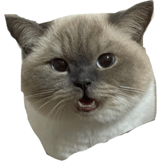 Gatito bonito2 7