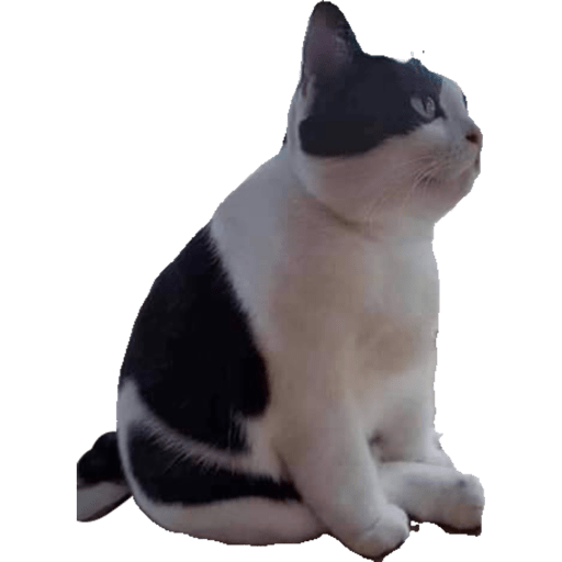 Gatito bonito2 27