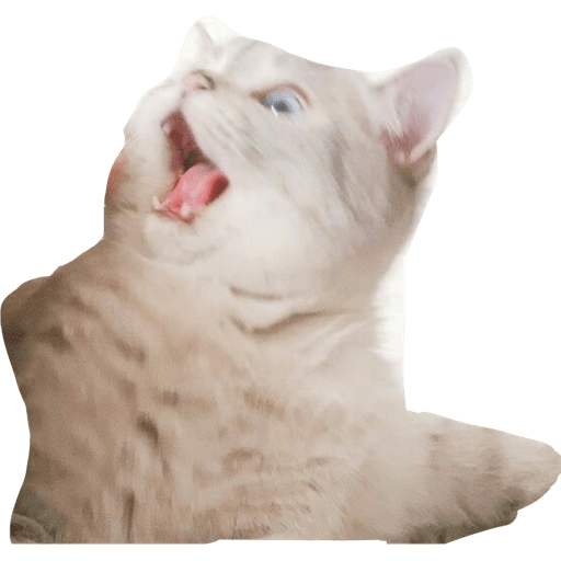 Gatito bonito2 3