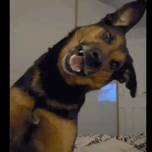 Risas 5