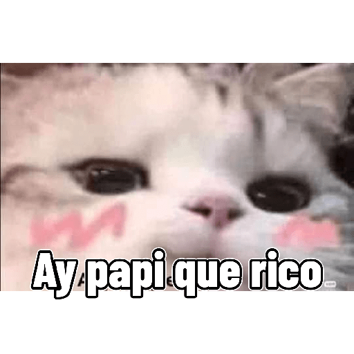 Gatitos 😽 27