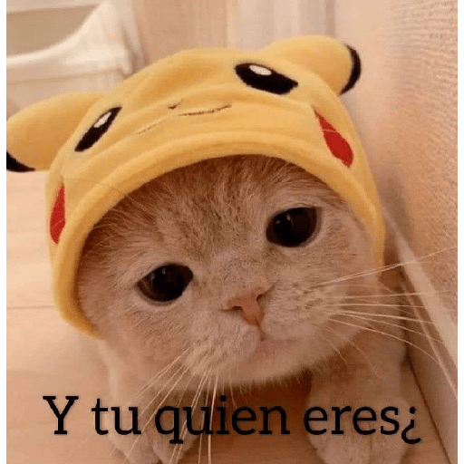 Gatitos 😽 9