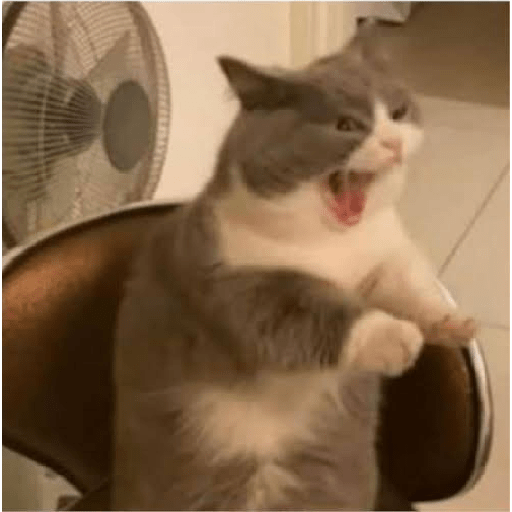 Gatitos 😽 16
