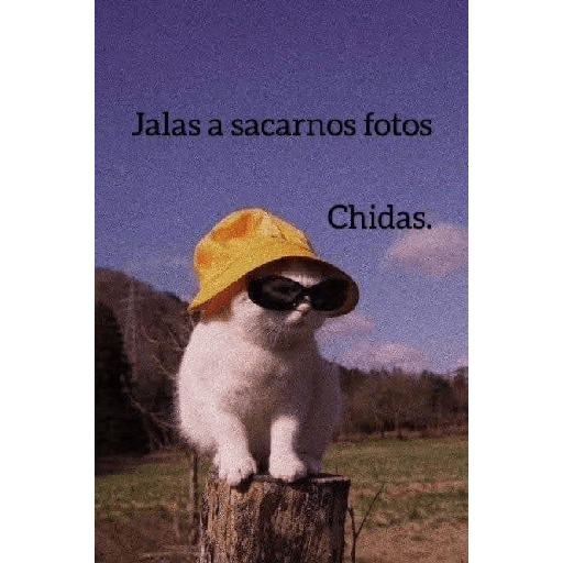 Gatitos 😽 11